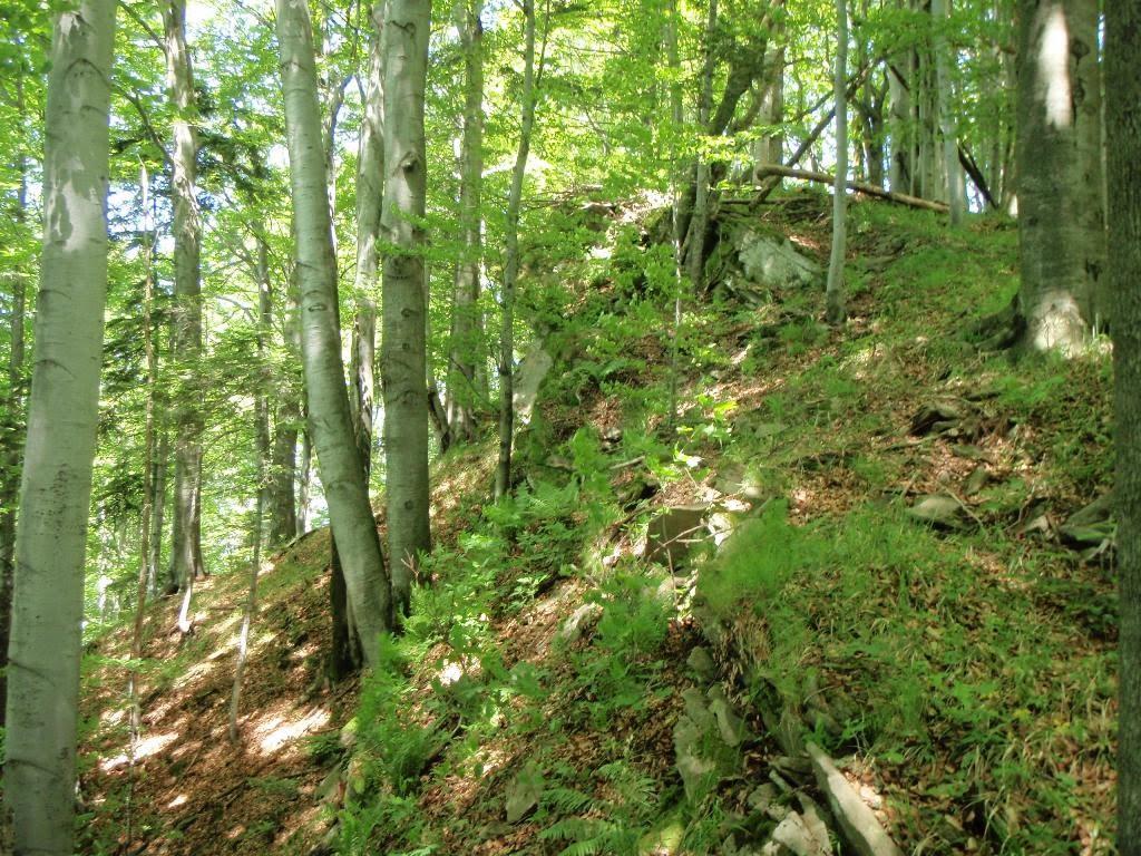Долина з panoramio.com - Dolyna