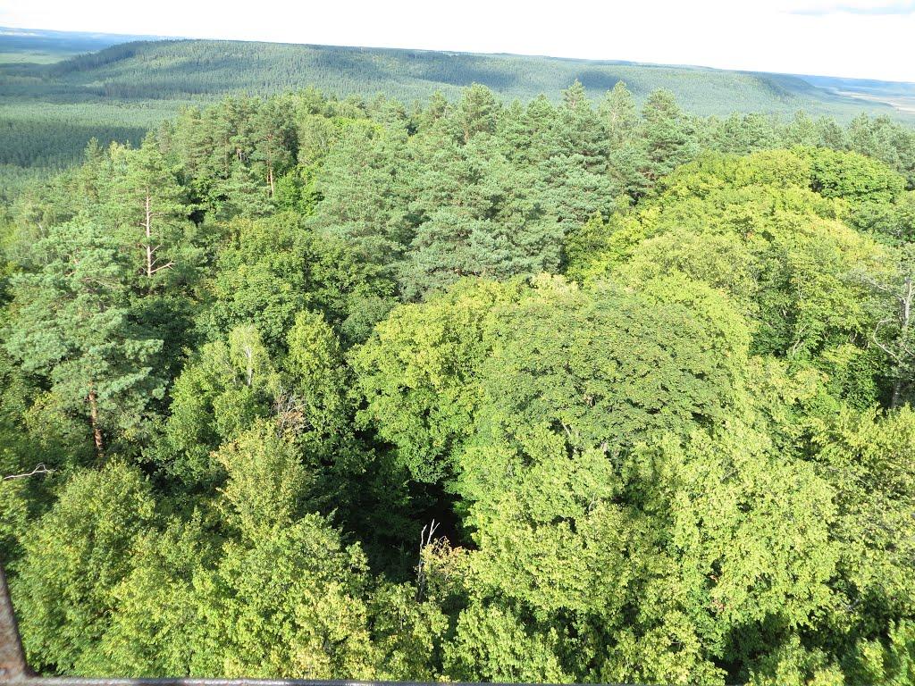 Антонівці з panoramio.com - Антоновцы