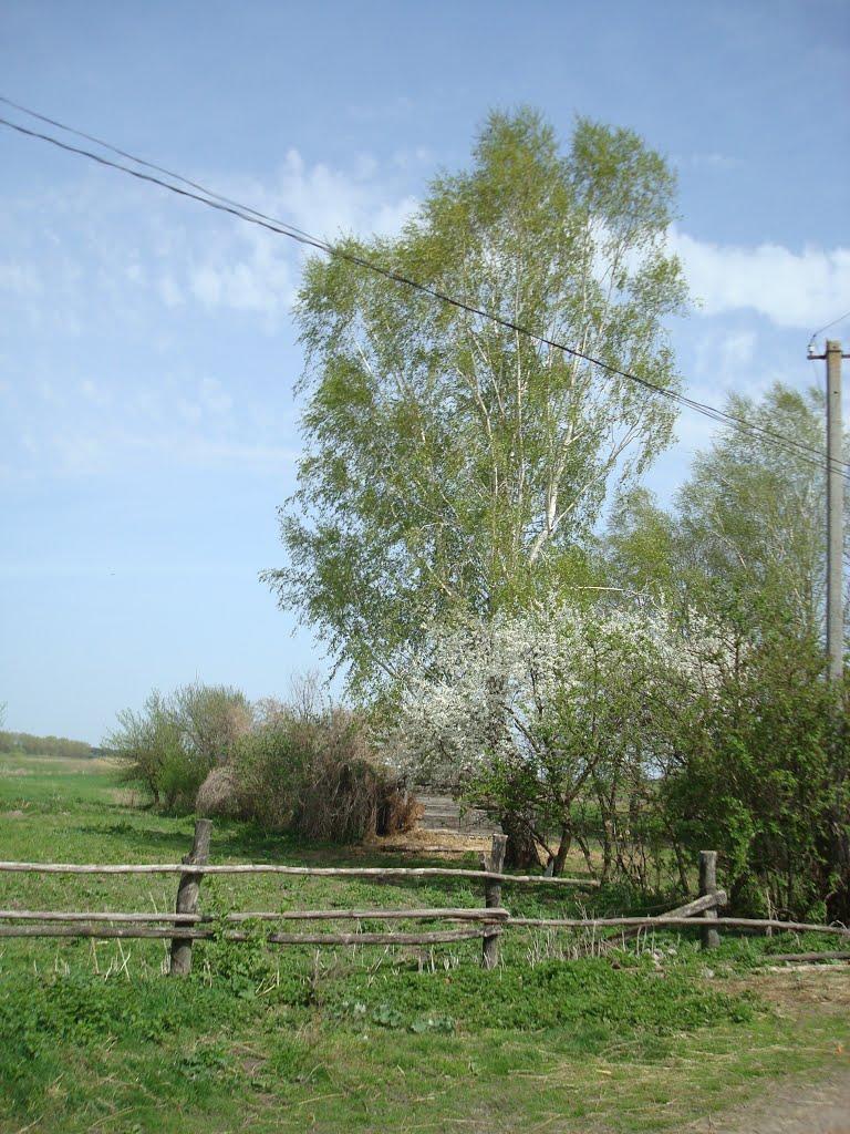 Дроздні з panoramio.com - Дроздни