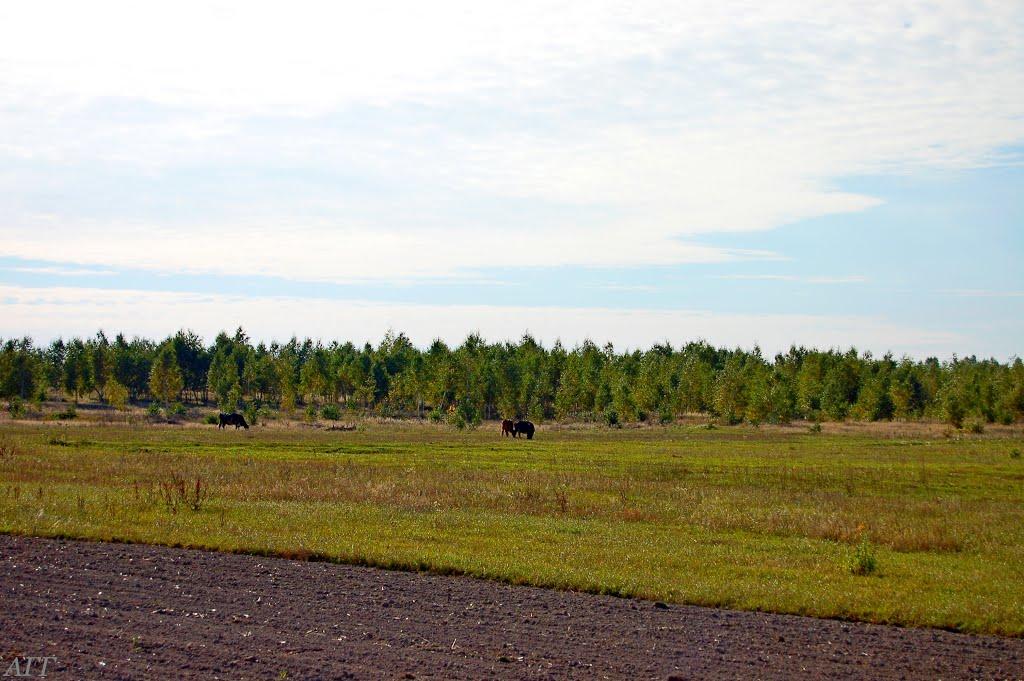 Велика Ведмежка з panoramio.com - Великая Ведмежка