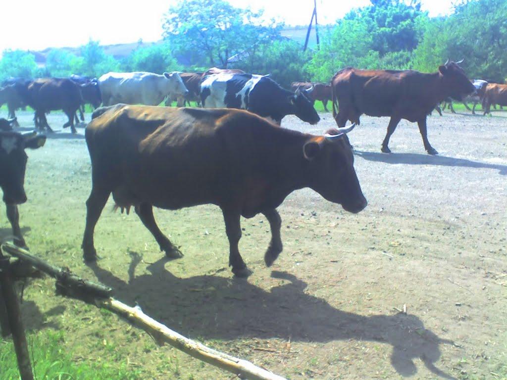 Велика Чернігівка з panoramio.com - Велика Чернігівка