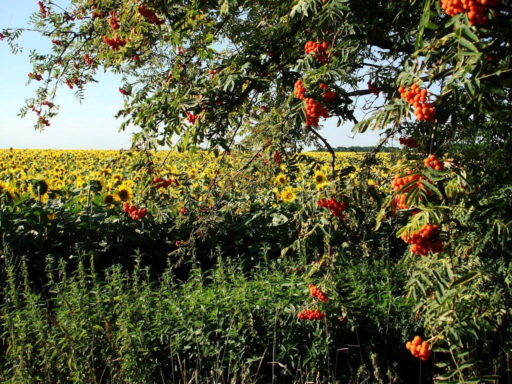 Мала Вільшанка з panoramio.com - Мала Вільшанка