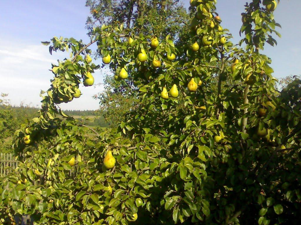 Ясеновець з panoramio.com - Ясеновец