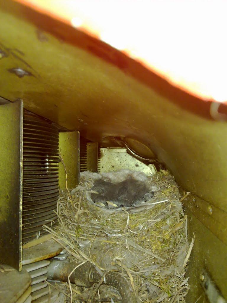 Чмирівка з panoramio.com - Чмыревка