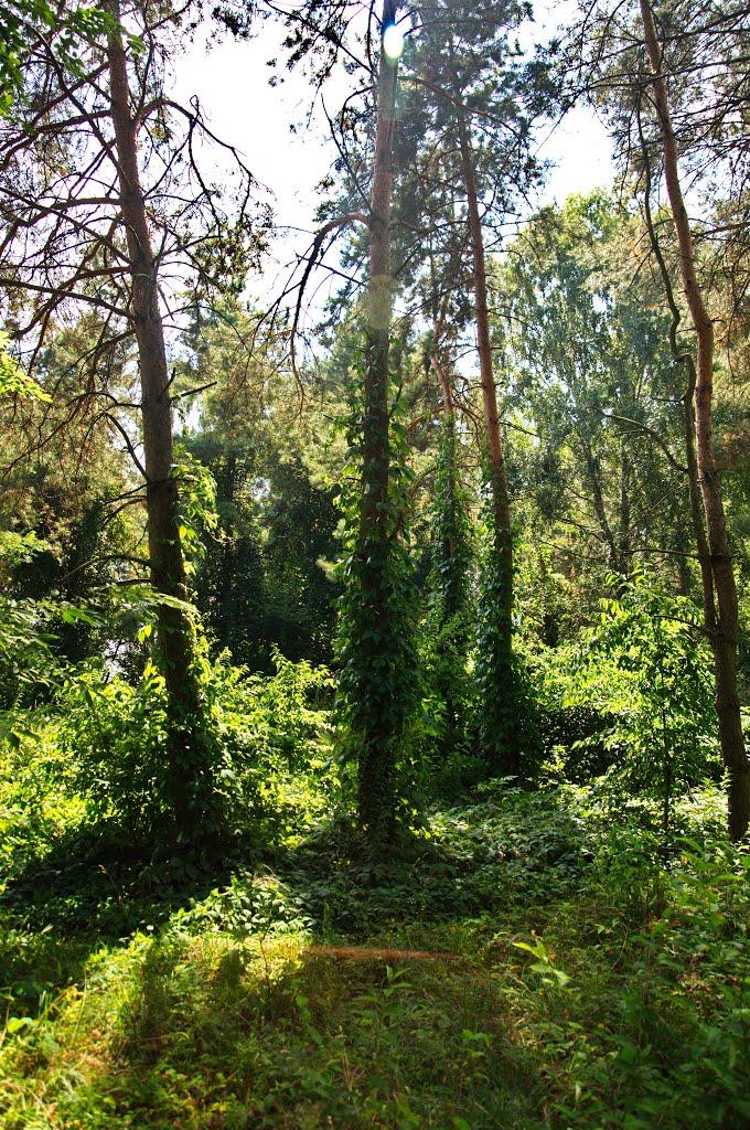 Велика Мотовилівка з panoramio.com - Велика Мотовилівка