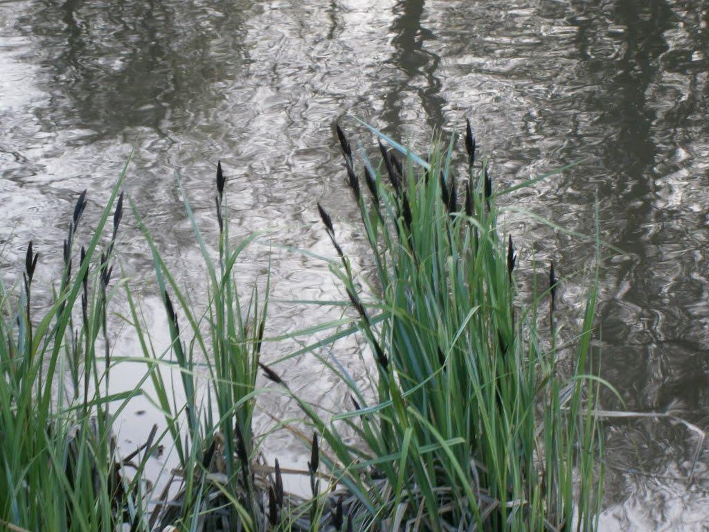 Федорівка з panoramio.com - Федорівка