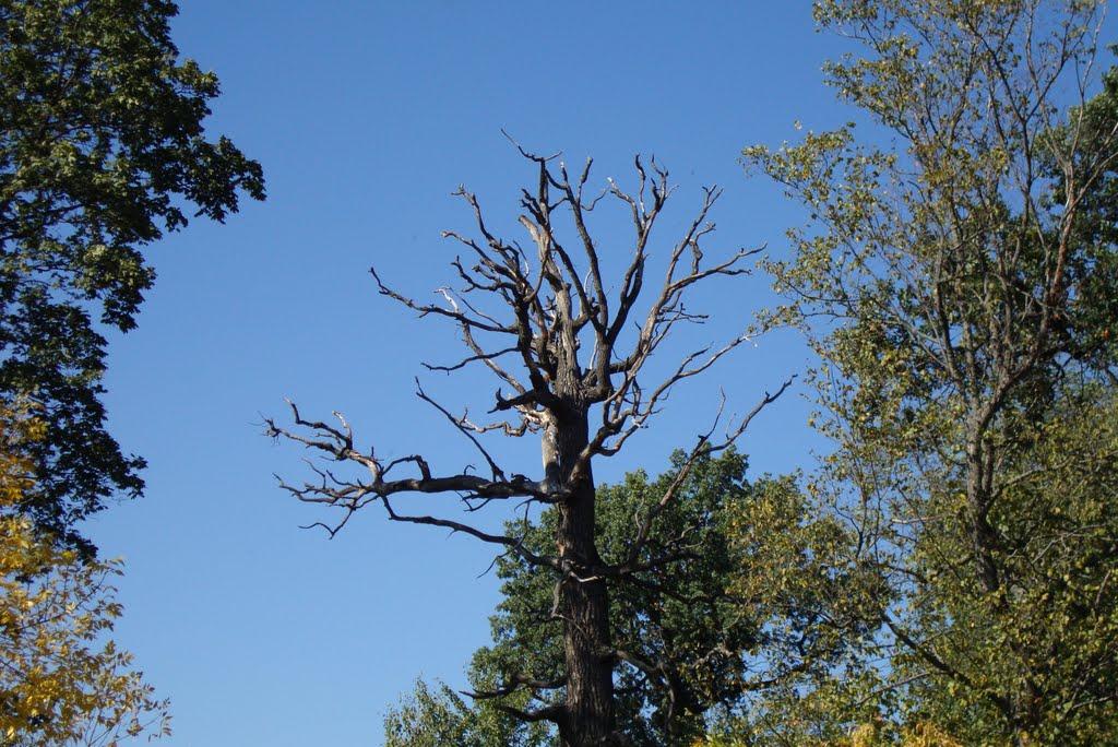 Куянівка з panoramio.com - Куянівка