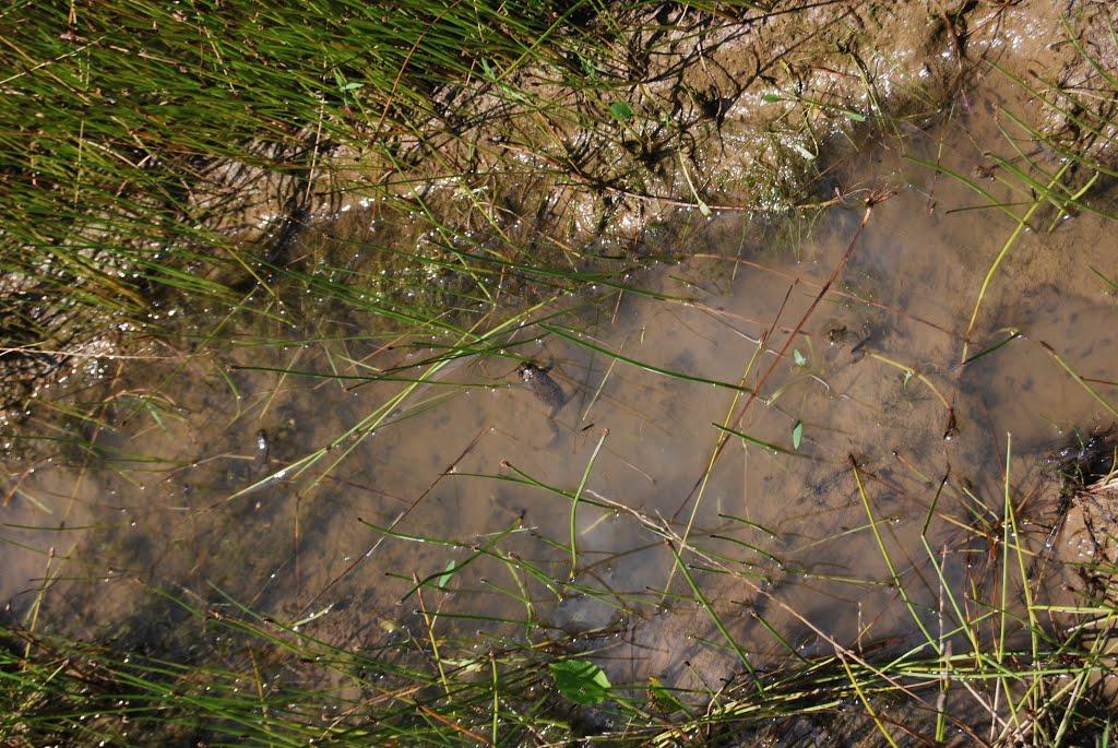 Сенечів з panoramio.com - Сенечев