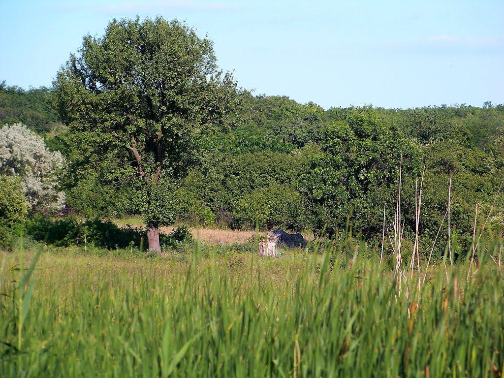 Гурівка з panoramio.com - Гуровка