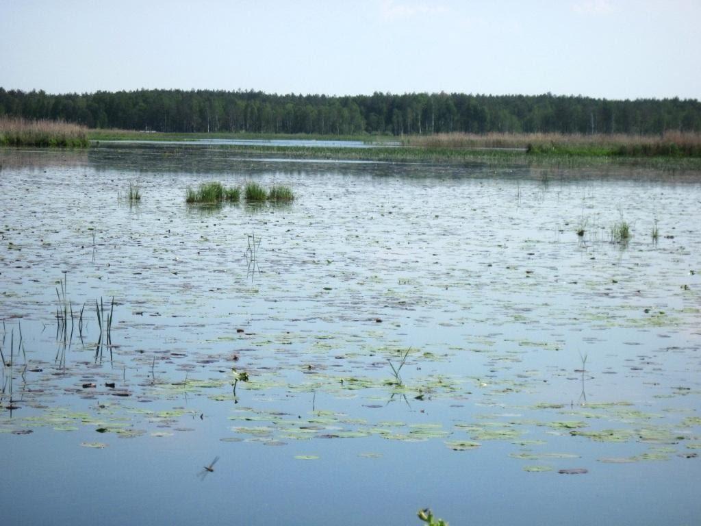 Рудня-Карпилівська з panoramio.com - Рудня-Карпилівська