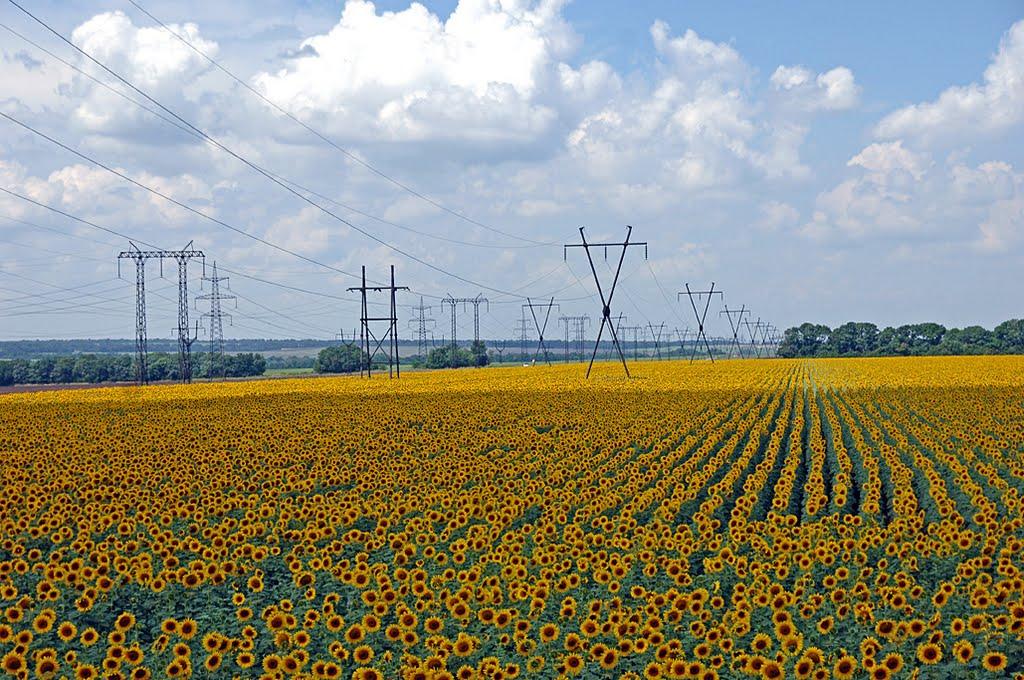 Максимільянівка з panoramio.com - Максимільянівка