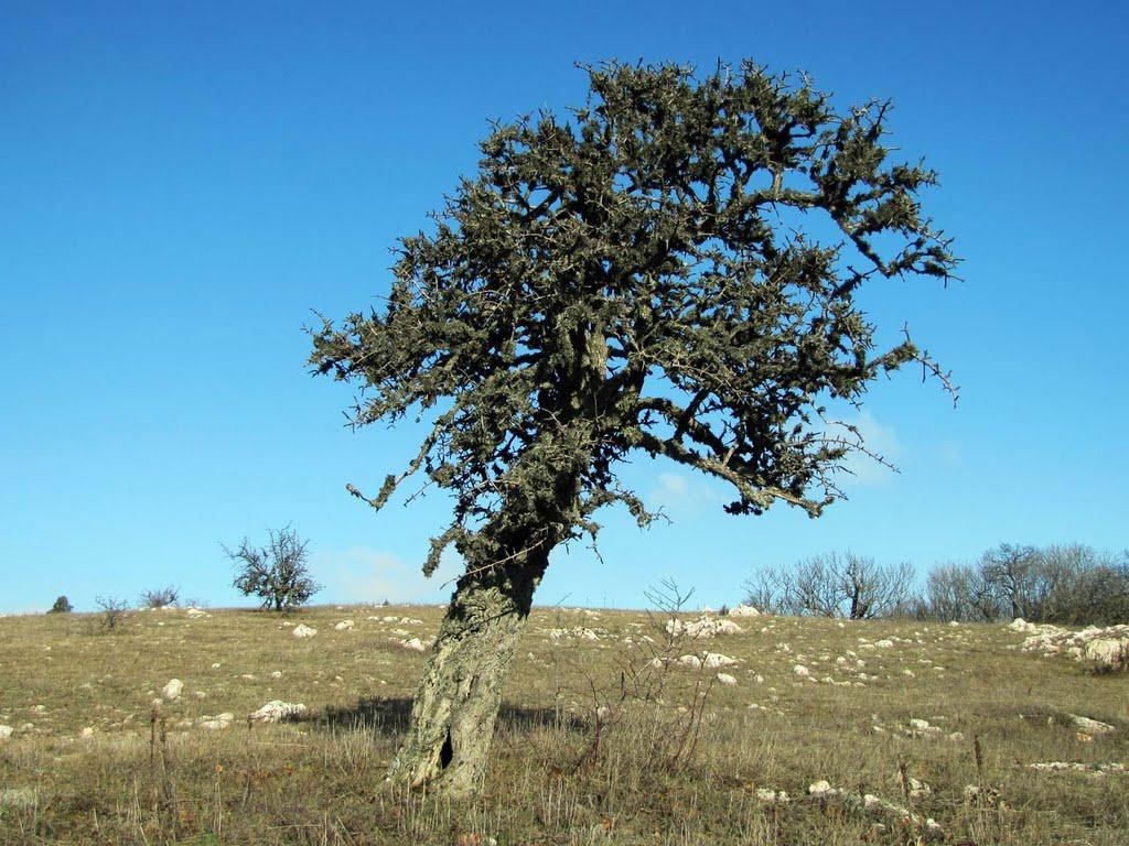 Паркове з panoramio.com - Парковое