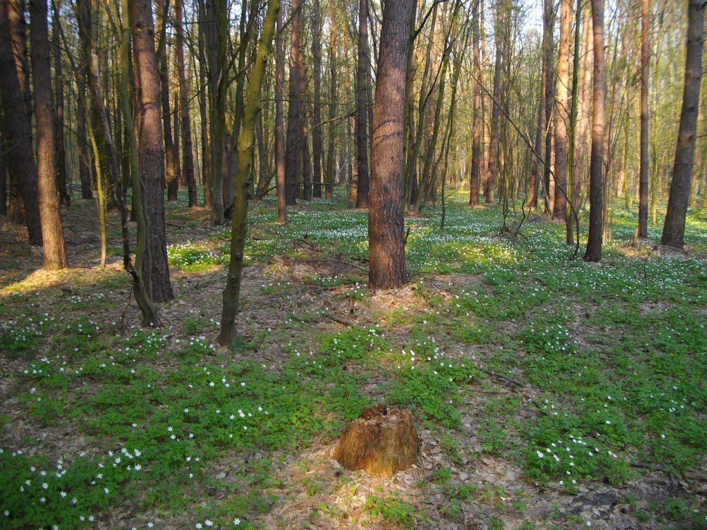 Гайове з panoramio.com - Гайове