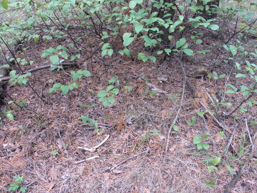 Нижні Яреськи з panoramio.com - Нижні Яреськи