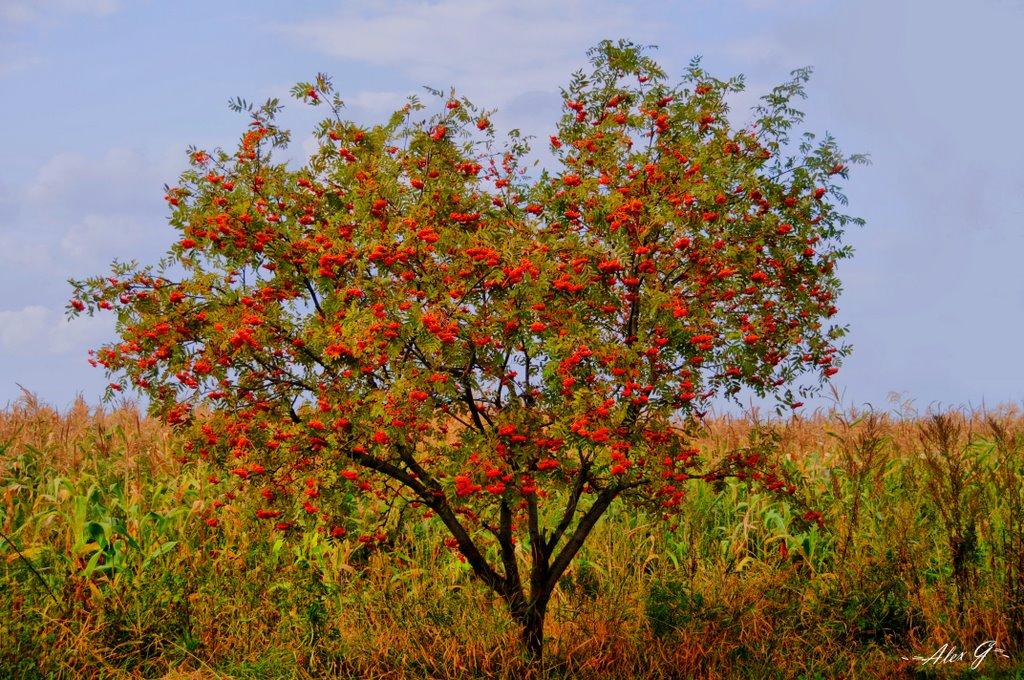 Мала Вільшанка з panoramio.com - Мала Вільшанка
