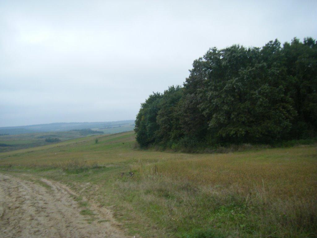 Тарасівці з panoramio.com - Тарасівці