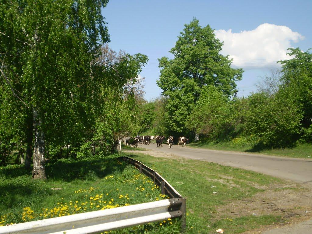 Хорлупи з panoramio.com - Хорлупи