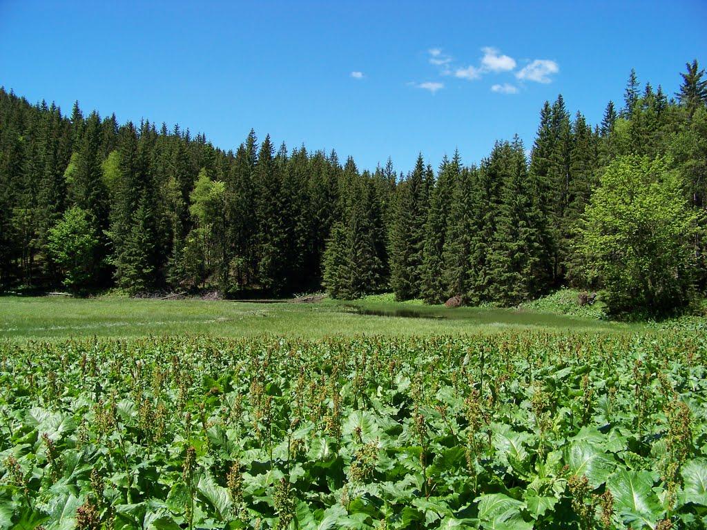 Осмолода з panoramio.com (ч.2) - Осмолода