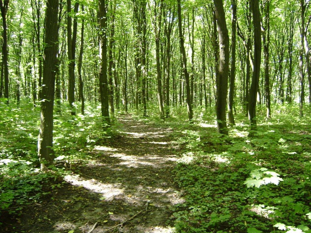 Великі Зозулинці з panoramio.com - Великі Зозулинці