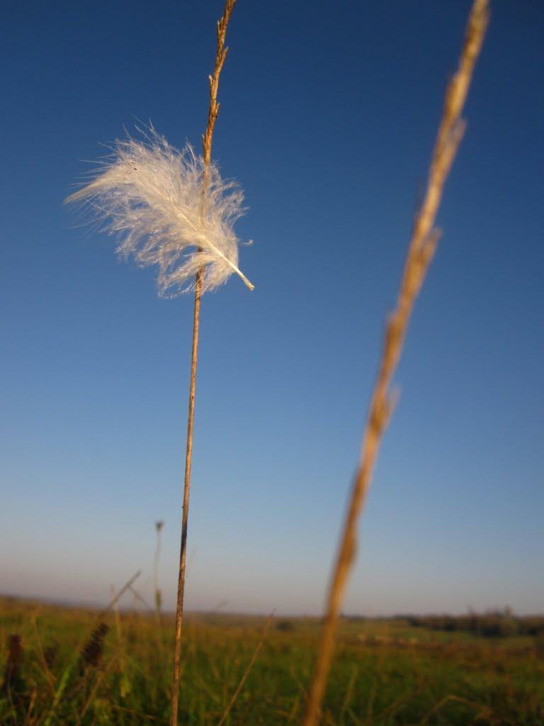 Торговиця з panoramio.com - Торговиця