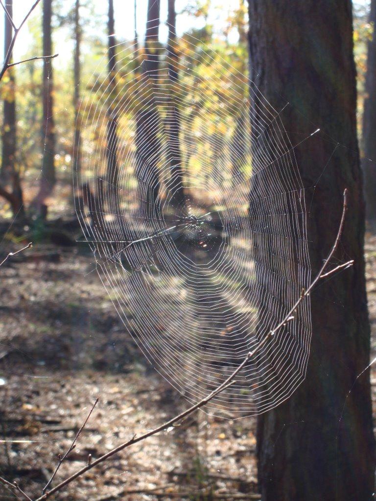 Діброво-Ленінське з panoramio.com - Dibrovo-Leninske