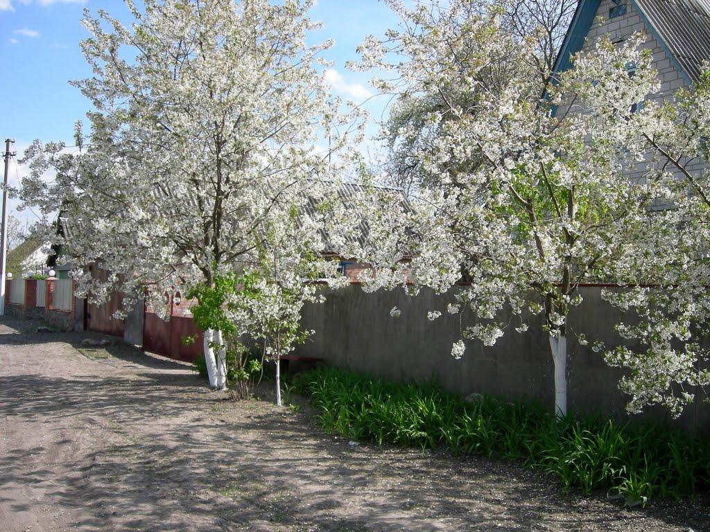 Дослідницьке з panoramio.com - Дослідницьке