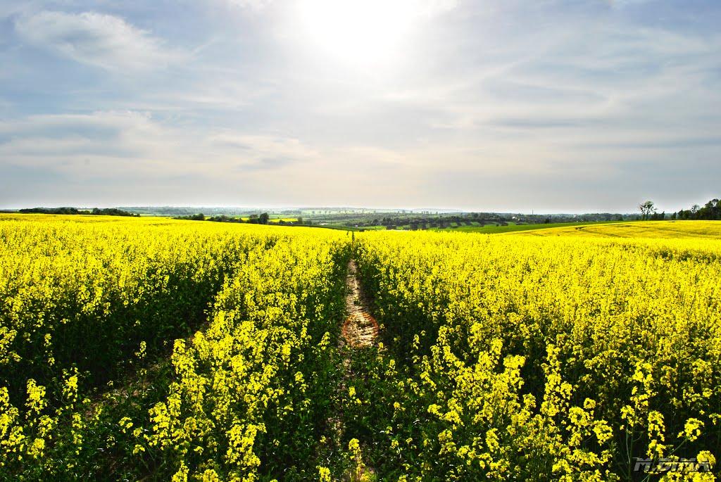 Мізоч з panoramio.com - Мізоч