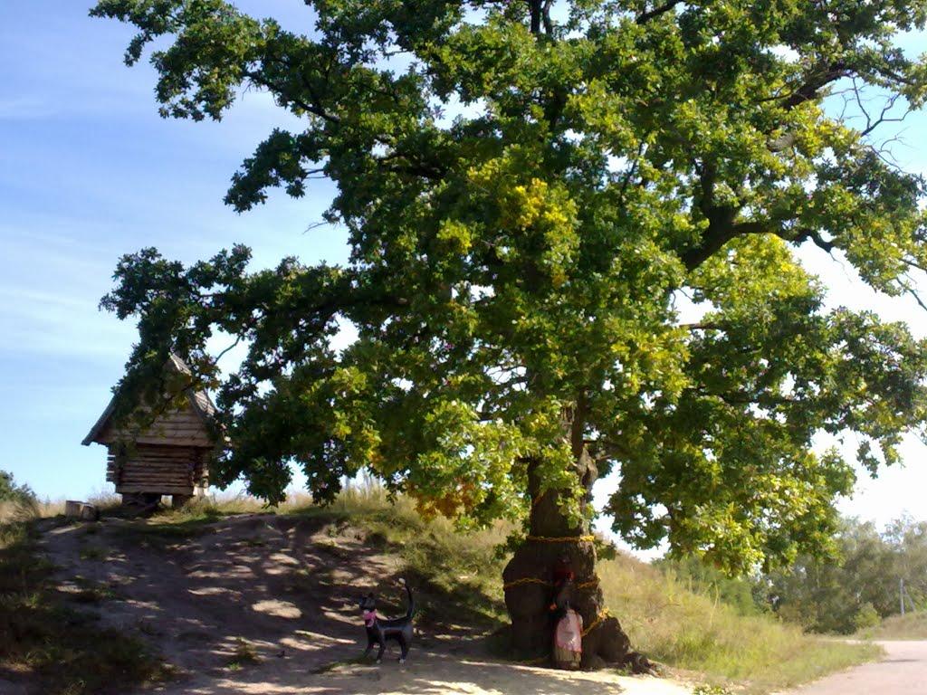 Балівка з panoramio.com - Балівка