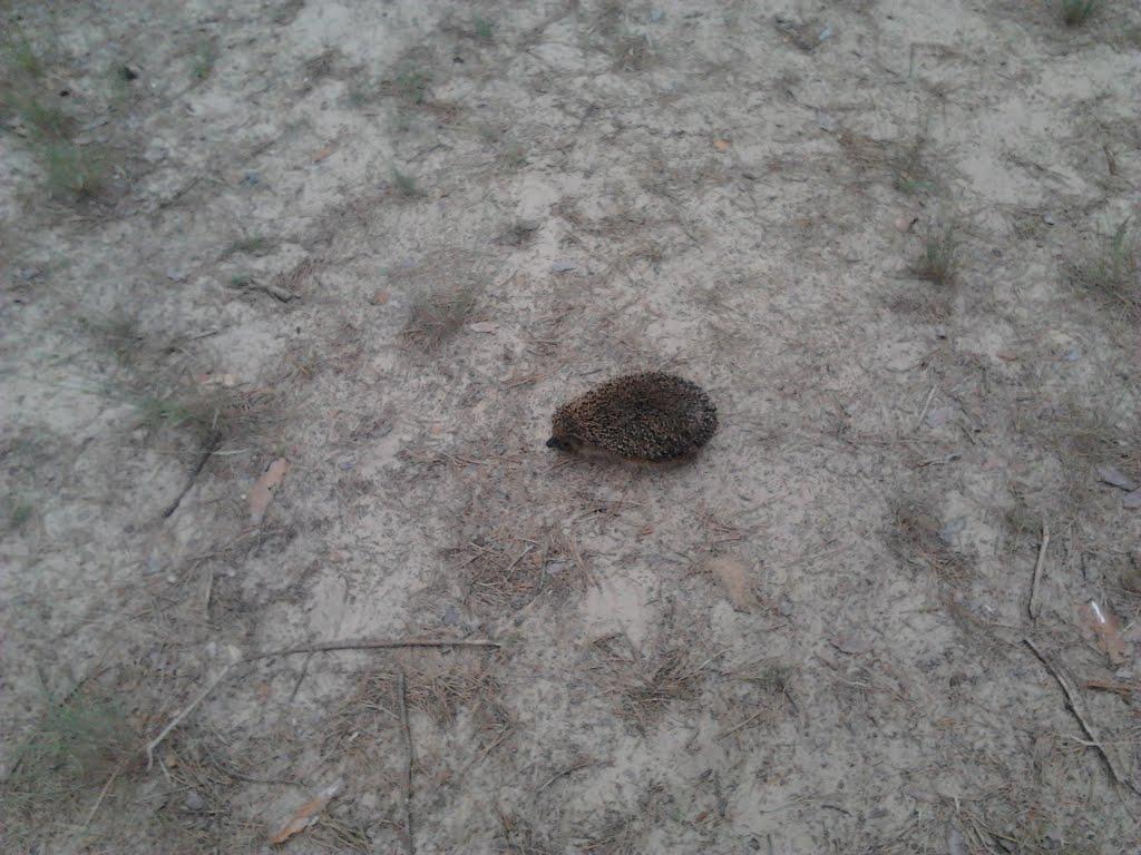 Добрянка з panoramio.com - Добрянка