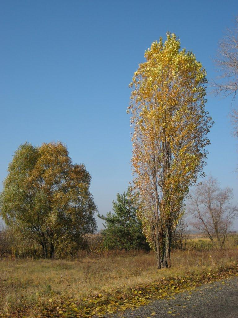 Устинкова Гребля з panoramio.com - Ustynkova Greblya