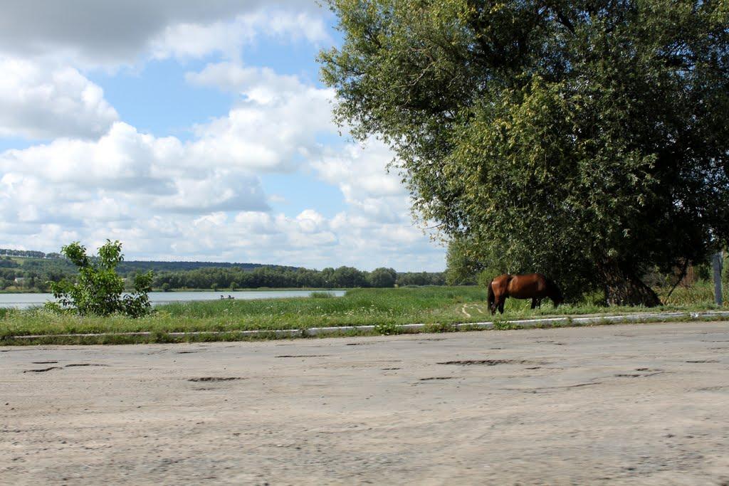 Ободівка з panoramio.com - Ободівка