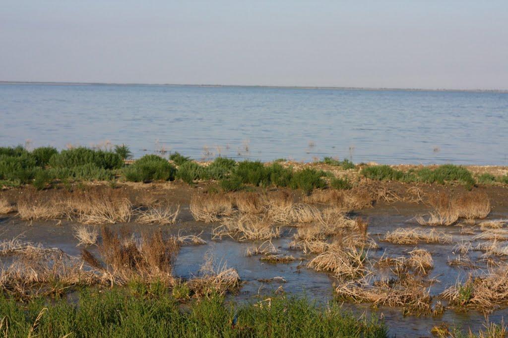 Шелюги з panoramio.com - Шелюги