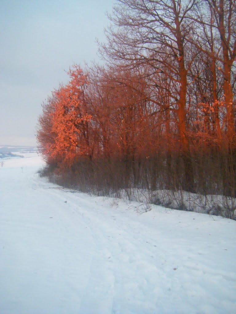 Тарасівці з panoramio.com - Тарасівці