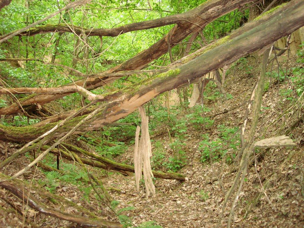Мліїв з panoramio.com - Млиев
