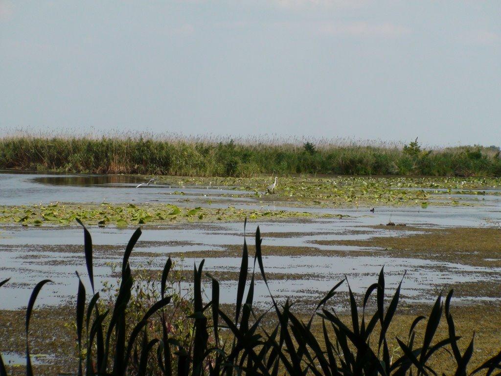 Кізомис з panoramio.com - Кізомис