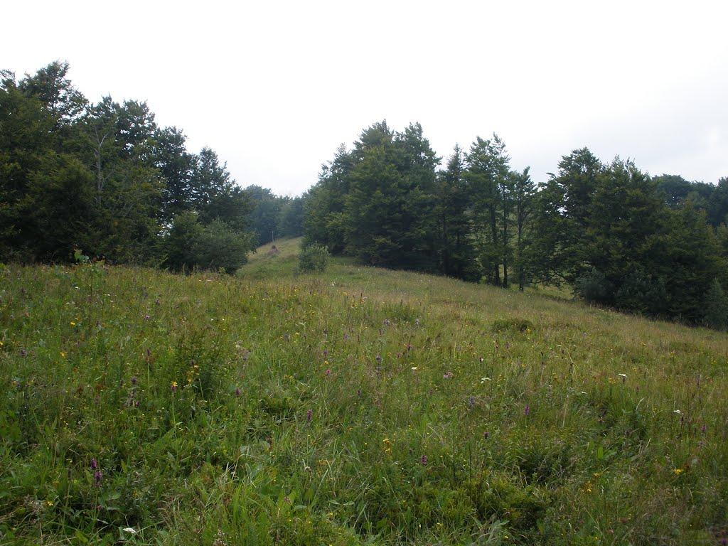 Кострина з panoramio.com - Кострина