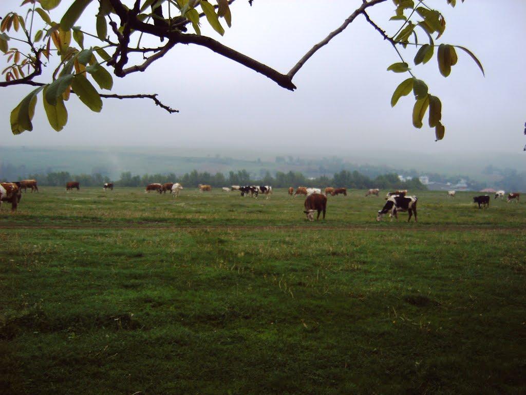 Дяківці з panoramio.com - Dyakivtsi