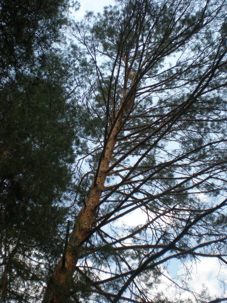 Терентіївка з panoramio.com - Терентиевка