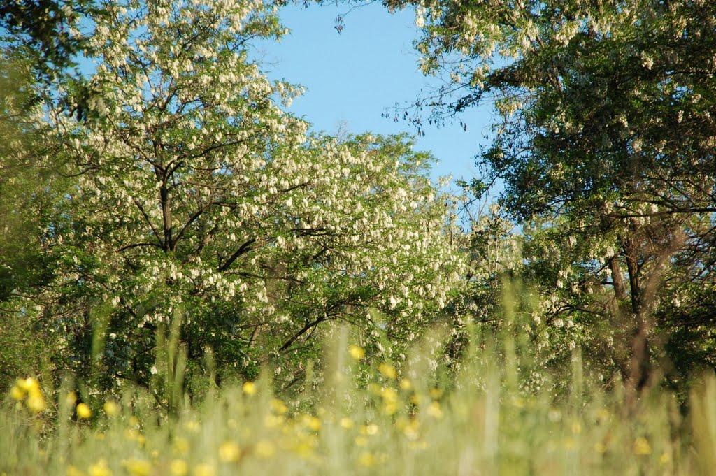 Хрустальний з panoramio.com - Хрустальный