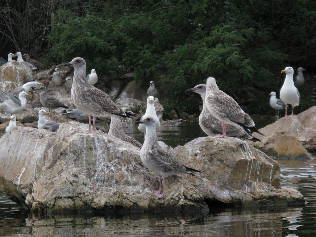 Орлівське з panoramio.com - Орловское