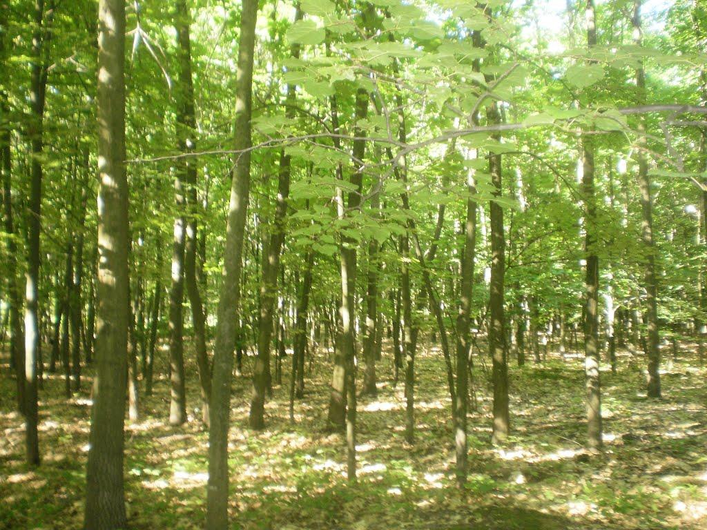 Глухів з panoramio.com - Глухов
