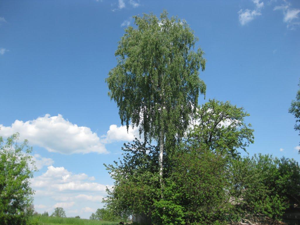 Мислятин з panoramio.com - Мыслятин