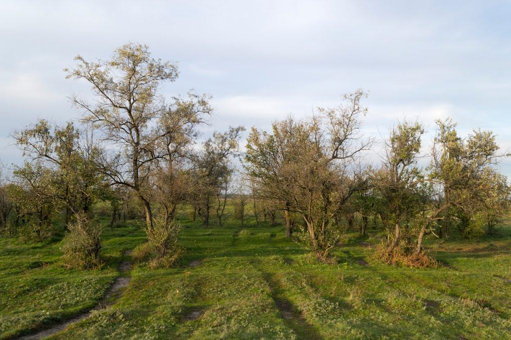 Булахівка з panoramio.com - Булахівка