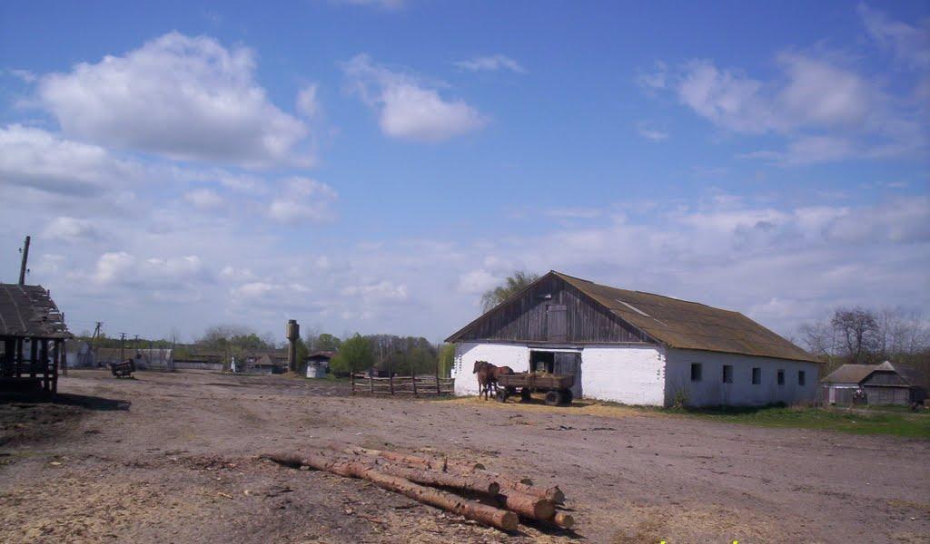 Максимівка з panoramio.com - Максимівка