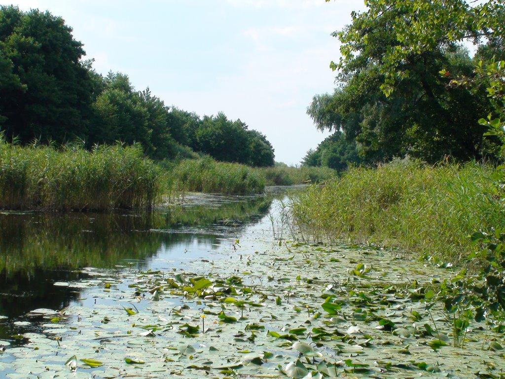 Кізомис з panoramio.com - Кізомис