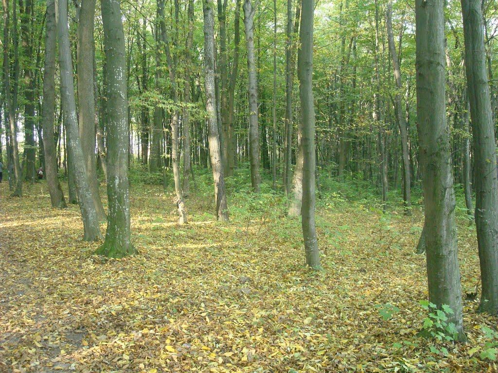 Березове з panoramio.com - Березове