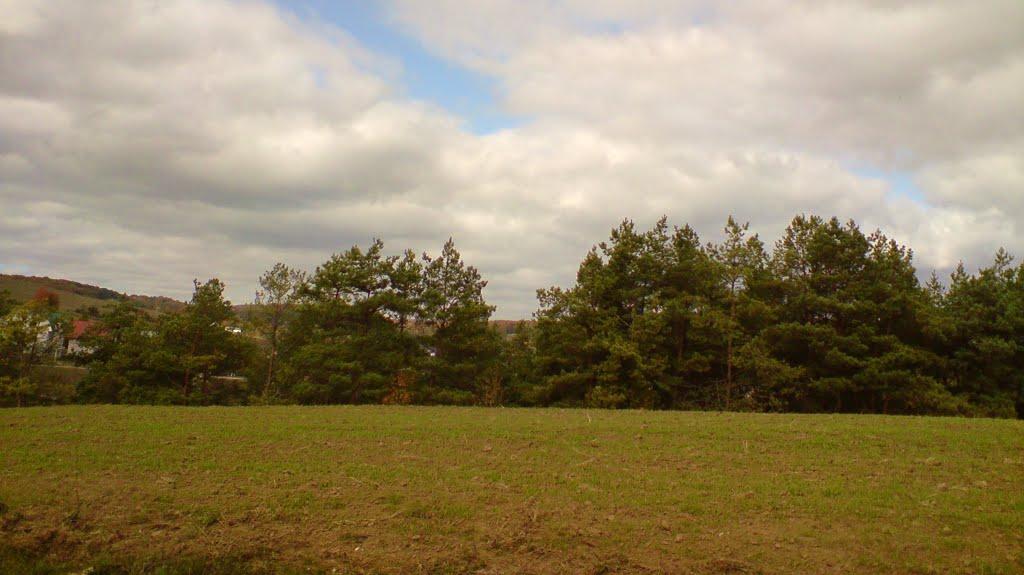 Куряни з panoramio.com - Куряни
