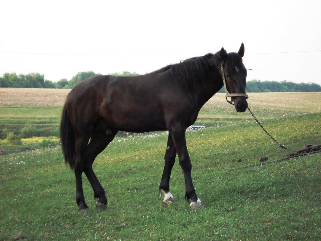 Петриківці з panoramio.com - Петриківці