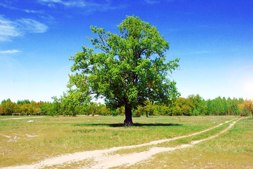 Козин з panoramio.com - Kozyn