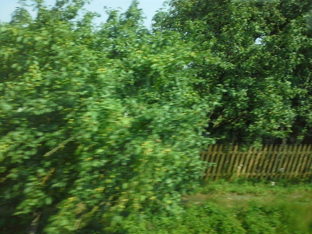 Гайове з panoramio.com - Гайове